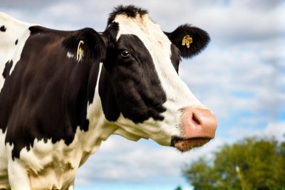 cow, holstein, licking, rural, outdoors, animal, farmer, black-and-white, portrait, nature, tongue, funny, agriculture, nose, entertaining, farm, mammal, amusing, everyday life, farming, europe