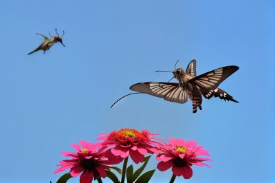 hummingbird moth, zinnia, flower, flying, blue sky, nature, wings, pollination, garden, care, red zinnia, macro, detail, color contrast, insect, summer season, daylight, weather, color, proboscis
