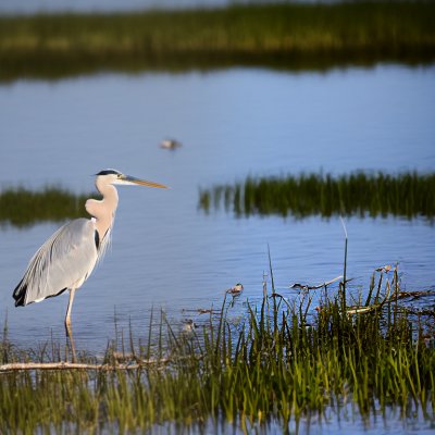 heron, nature, wildlife, bird, waterbird, wings, beak, feathers, lake, river, swamp, ornithology, birdwatching, water body, landscape, puddle, foraging, movement, natural environment, tranquility