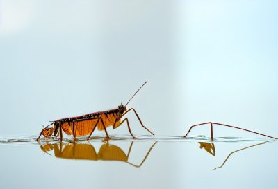 grasshopper, nature, insect, reflection, water, macro, golden, sandy, wild, detail, unique, beauty, outdoor, close, hazy, natural, wildlife, pastel, clear