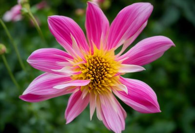 dahlia, pink flower, garden flower, flower background, close-up, nature, petals, flora, ornamental plant, autumn, buds, pink and yellow, flower in bloom, macro photography, beauty, green leaves, insects, gardening, color harmony, pink tone