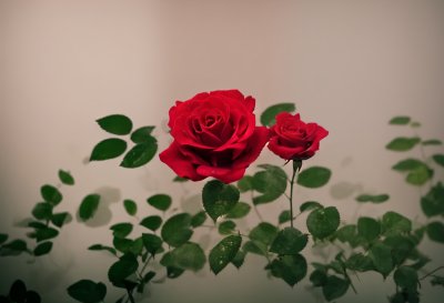 rose, red, flower, water droplets, greenery, romance, rose flower, floral background, flower wallpaper, beauty, nature, simplicity, beautiful wallpaper, fresh, garden, love, bloom, background, beautiful flowers, outdoor, traditional, symbolism, detail, calm, flower background, rainy