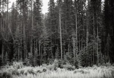 bosco, forest