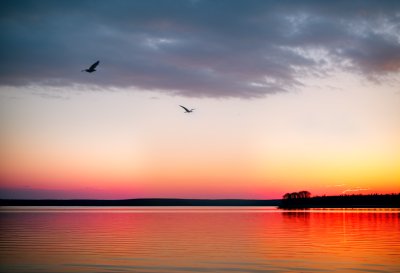 bird, colorful, pens, nature, water, lake, sunset, fantasy
