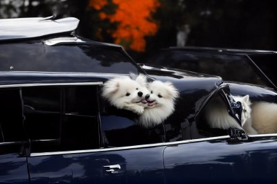 fluffy dog, samoyed, white dog, samoyed smile, happy dog, dog in car, urban dog, city night lights, neon city, adorable dog, fluffy white dog, smiling dog, car window dog, night photography, pet travel, cute pets, cityscape with dog, samoyed puppy, cheerful dog, street vibes, dog portrait, luxury lifestyle dog, fluffy samoyed