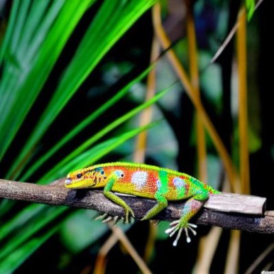 gecko, reptile, nature, animal, wildlife, lizard, fauna, wilderness, close up, animal photography, jungle, terrarium, exotic