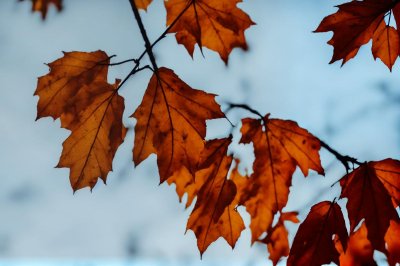 autumn, mac wallpaper, leaves, 4k wallpaper 1920x1080, hd wallpaper, cool backgrounds, beech, autumn colors, nature, laptop wallpaper, background, clear sky, beautiful wallpaper, wallpaper 4k, branches, light, outdoor, 4k wallpaper, happy, wallpaper hd, colorful, environment, sunlight, windows wallpaper, natural beauty, calm, free background, season, full hd wallpaper, beauty, autumn foliage, desktop backgrounds, free wallpaper, rural scenery