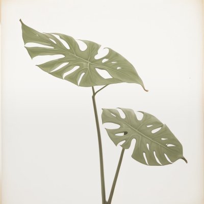 boho, monstera, bohemian, background, drawing, nature, leaves, minimalistic